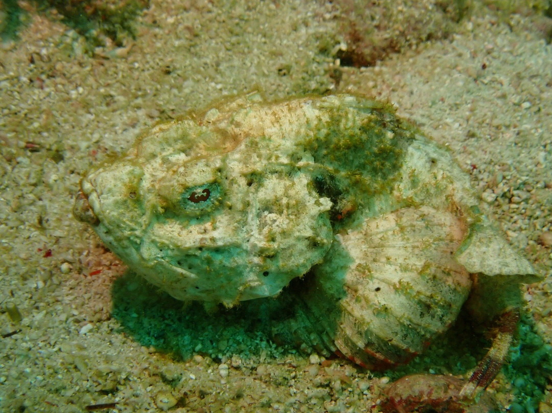 Sea Explorers Malapascua景点图片