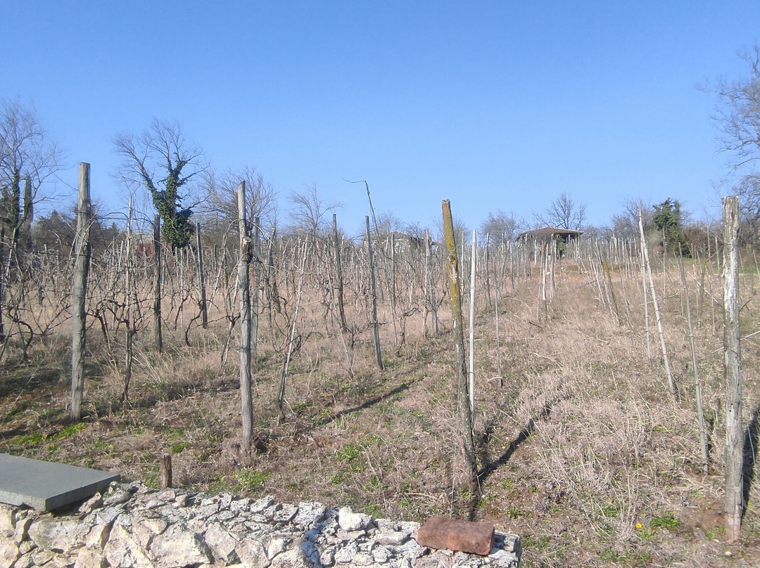 Nikoladze Winery景点图片