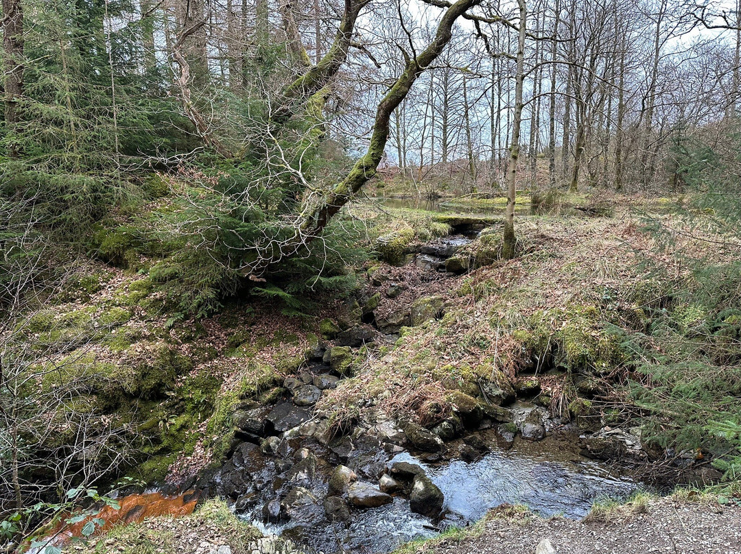 Whinlatter Forest-Braithwaite必去景点