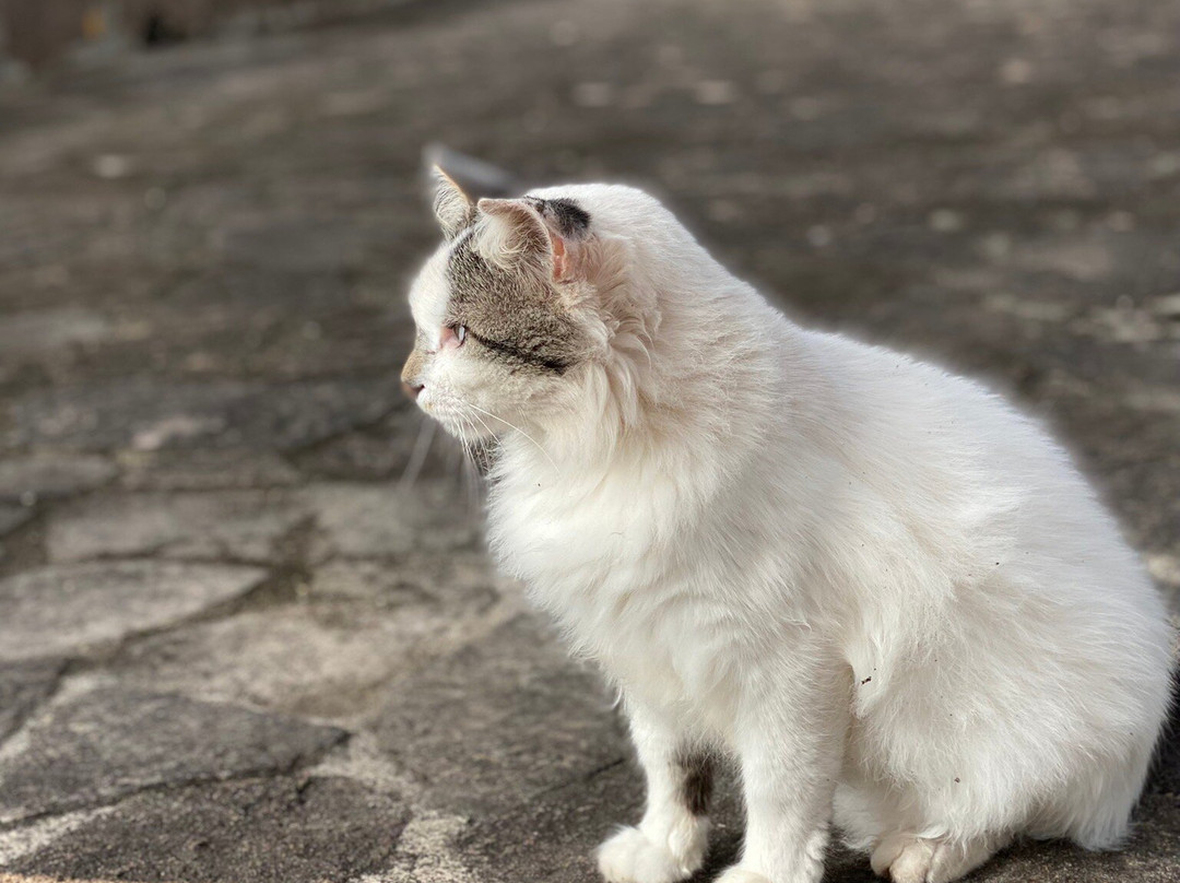 Fuerte de San Miguel-Chuy必去景点