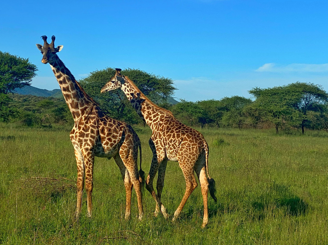 Wild Root Safaris and Adventures-阿鲁沙必去景点