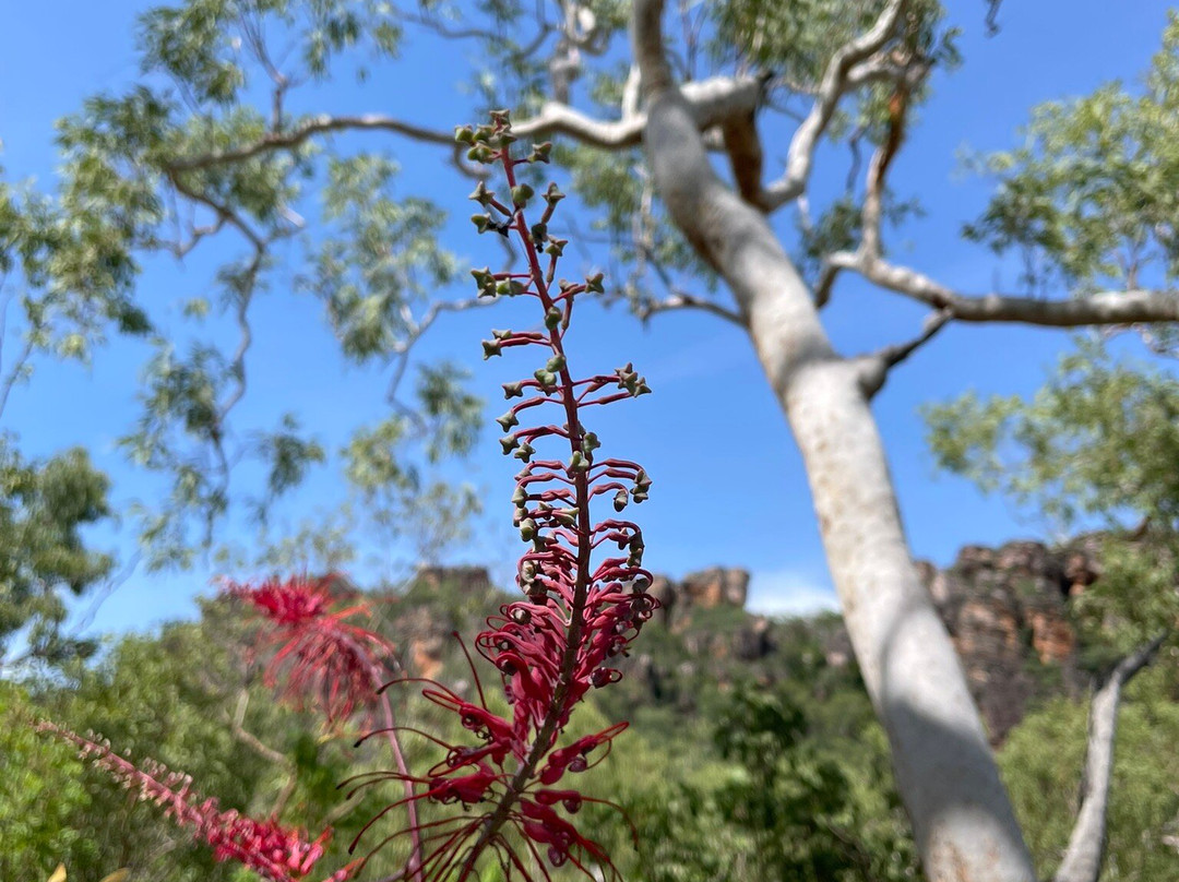 Kakadu National park景点图片