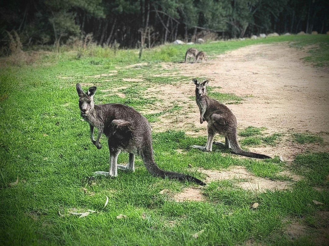 Abercrombie River National Park景点图片