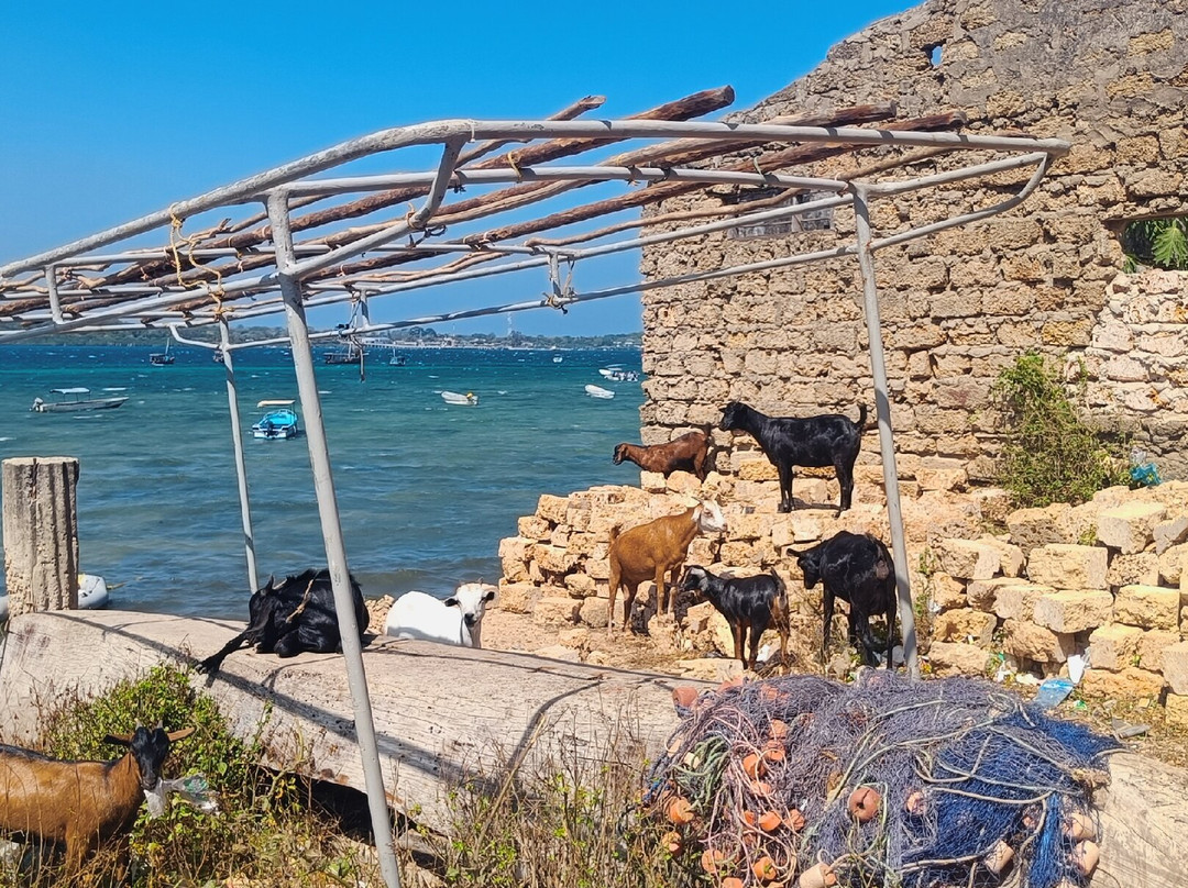 Full Day Wasini Island Dolphin Tour From Mombasa/Diani