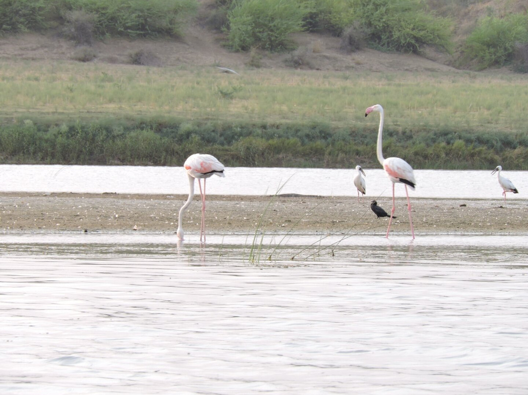 National Chambal Sanctuary景点图片