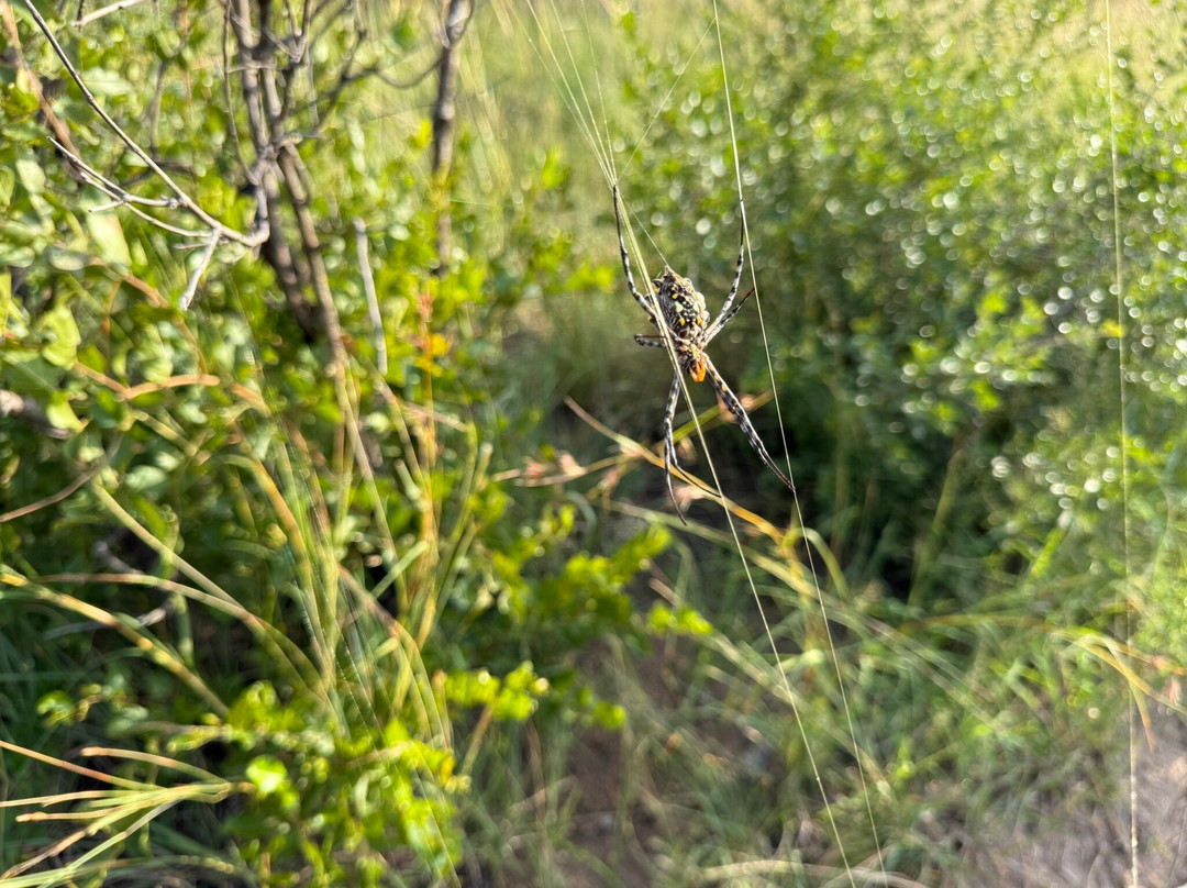 Napi Wilderness Trail-克鲁格国家公园必去景点
