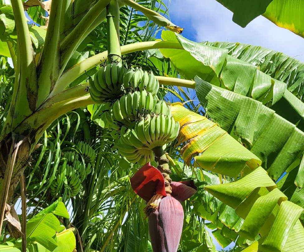 J.R. O'Neal Botanical Gardens-Road Town必去景点