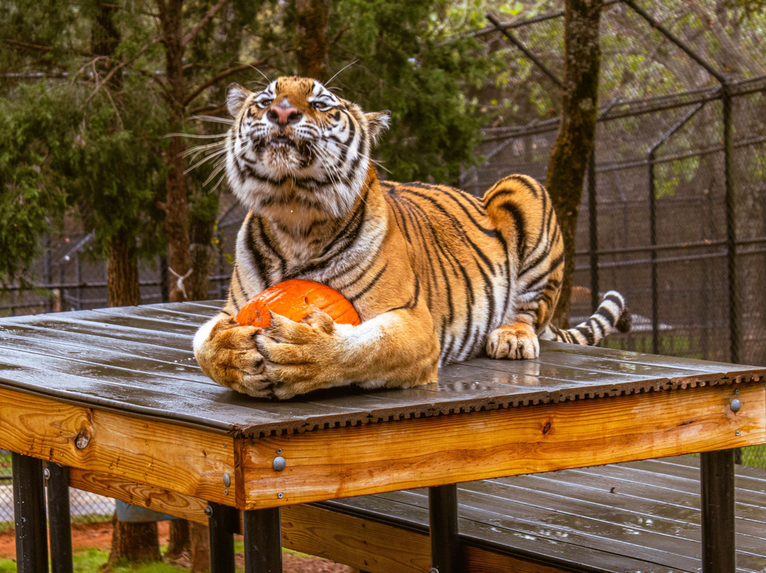 Tiger Creek Animal Sanctuary-泰勒必去景点