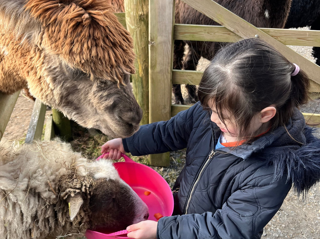Lydford Gorge Alpacas景点图片