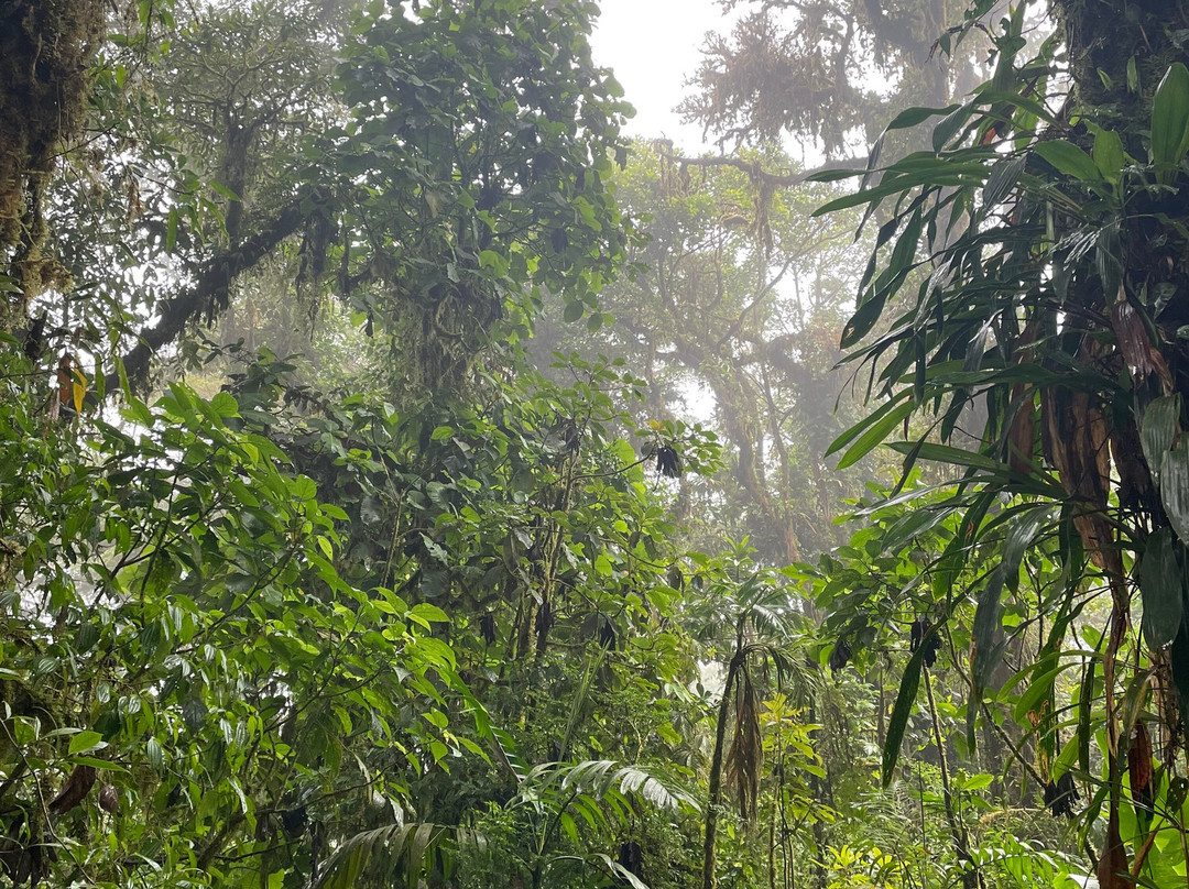Reserva Bosque Nuboso Santa Elena景点图片