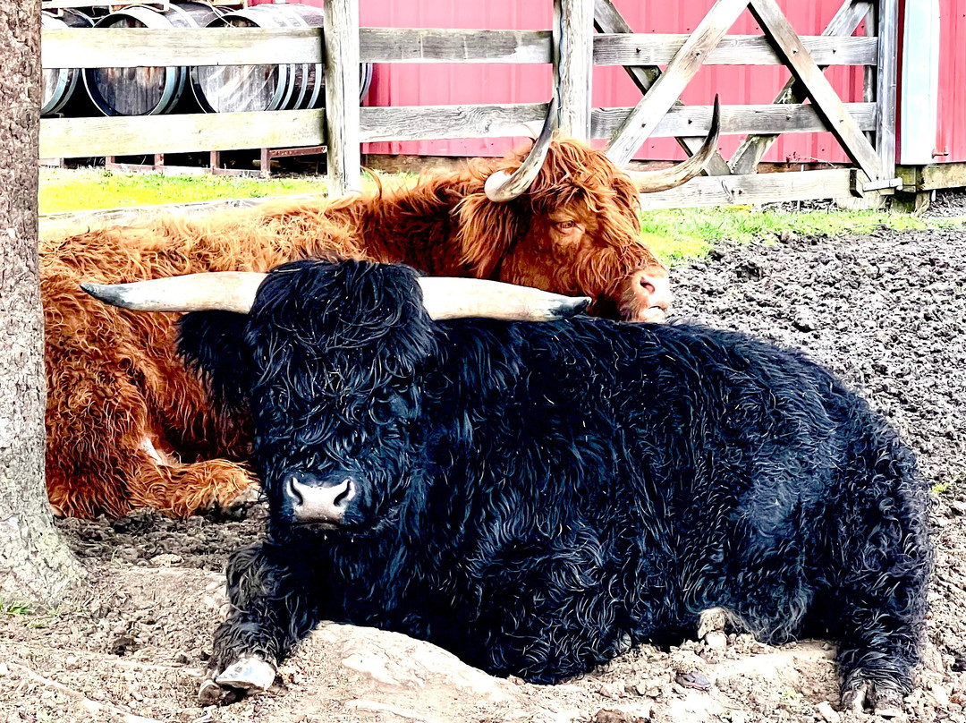 Youngberg Hill主图