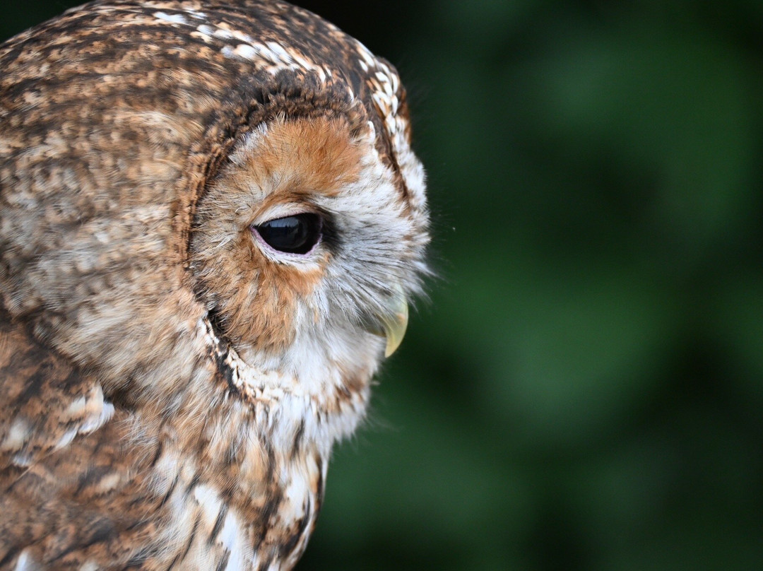 Baytree Owl and Raptor Centre-Spalding必去景点