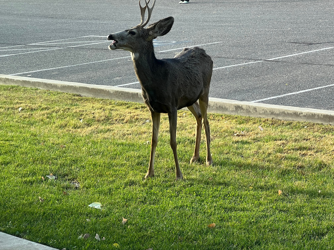 Bumbleberry Inn主图