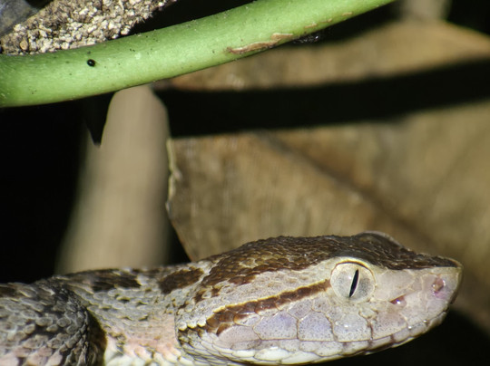 Manuel Antonio National Park Tours