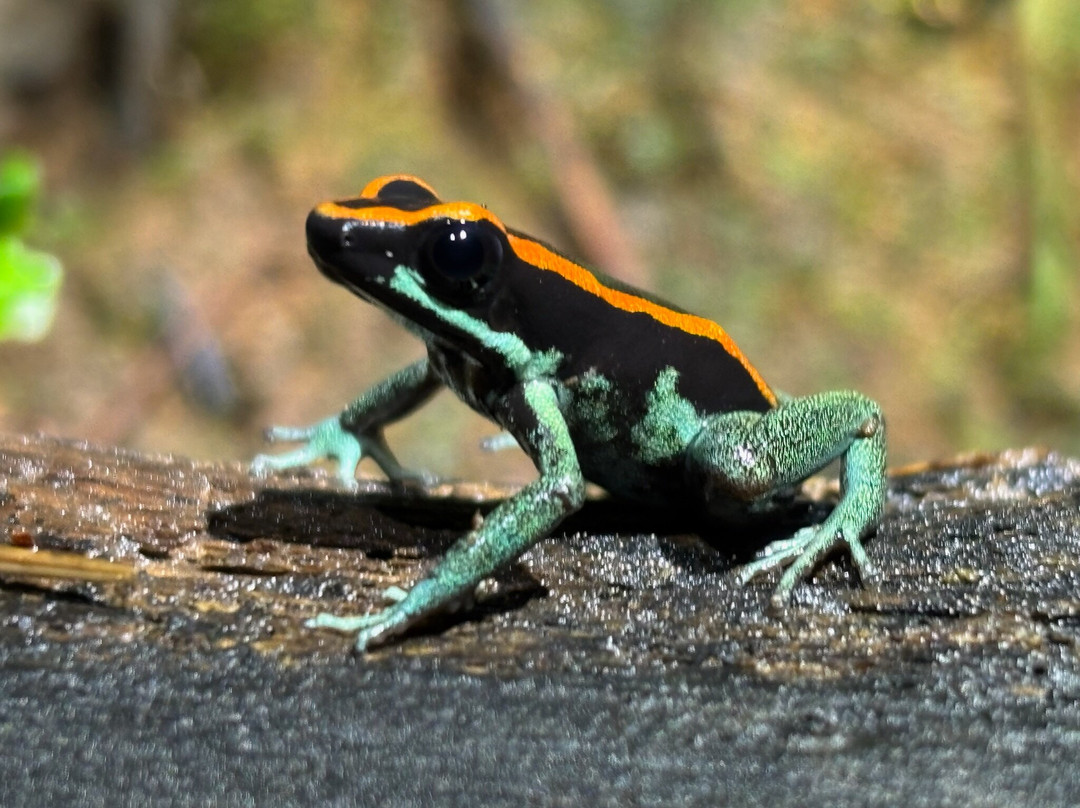 Sierpefrogs-Sierpe必去景点