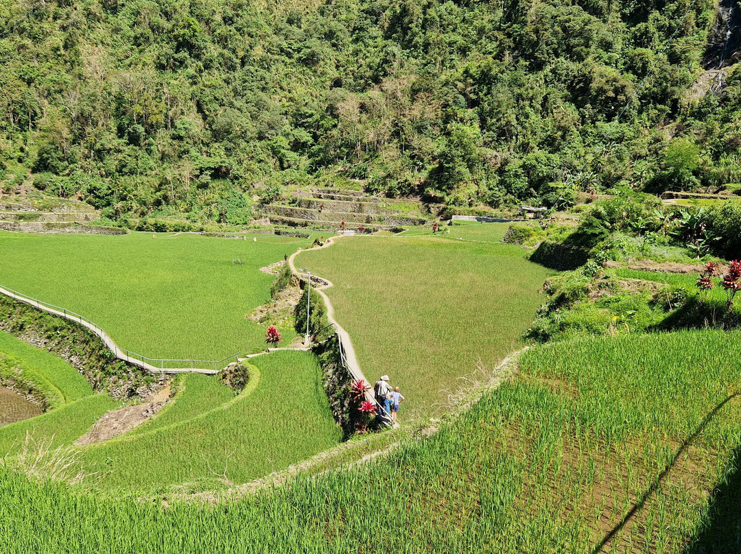 Bangaan Ifugao Rice Terraces景点图片