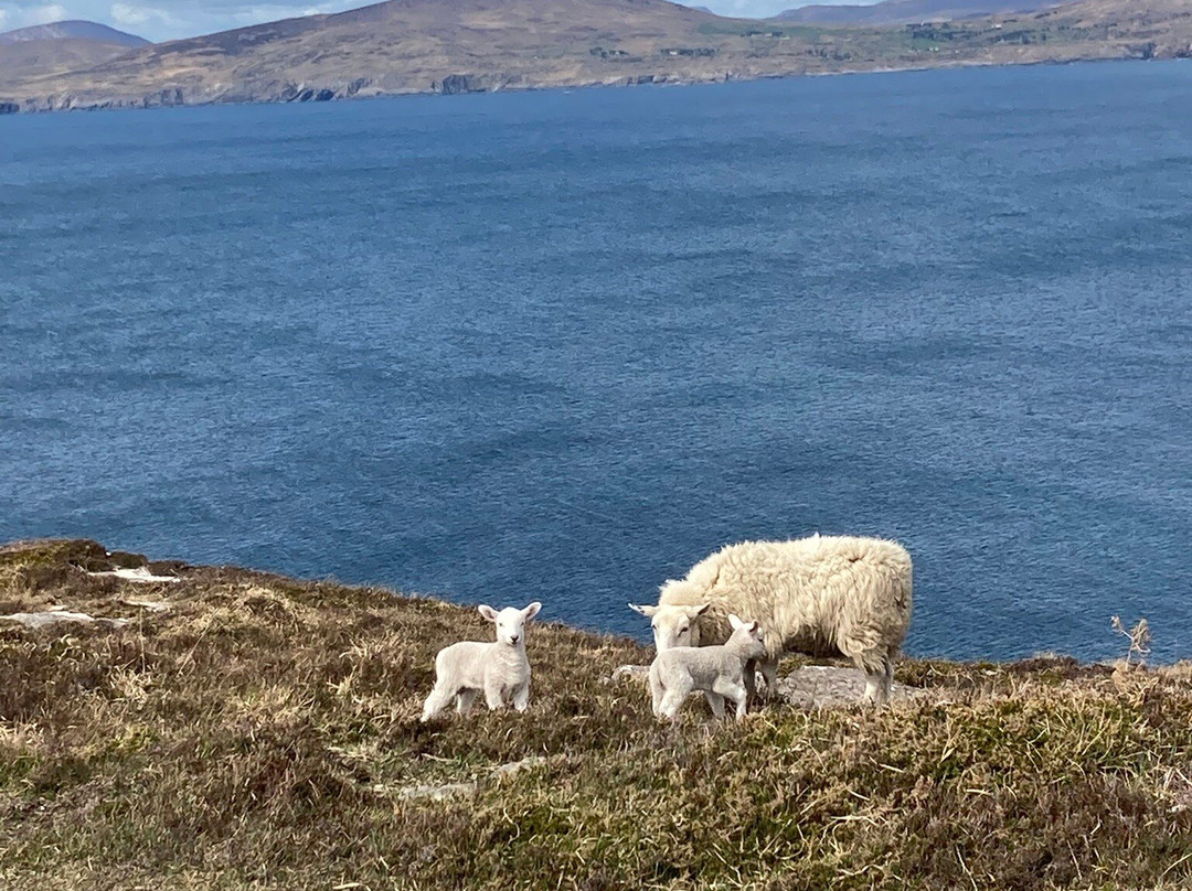 Sheep's Head Peninsula-Bantry必去景点