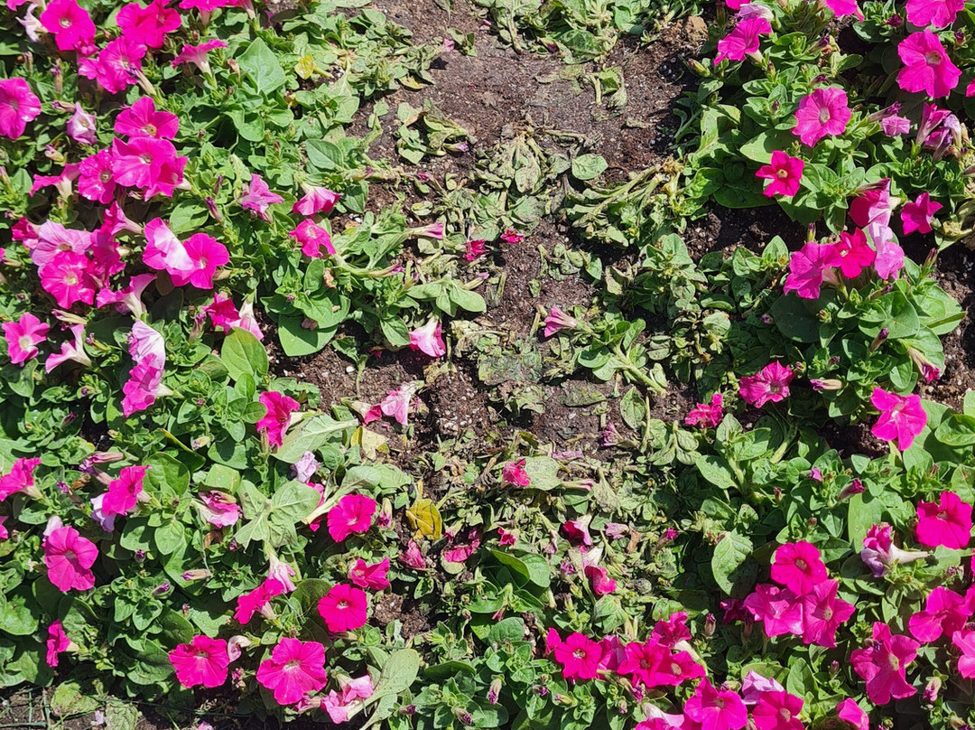 Holland Flower Park-盐城必去景点