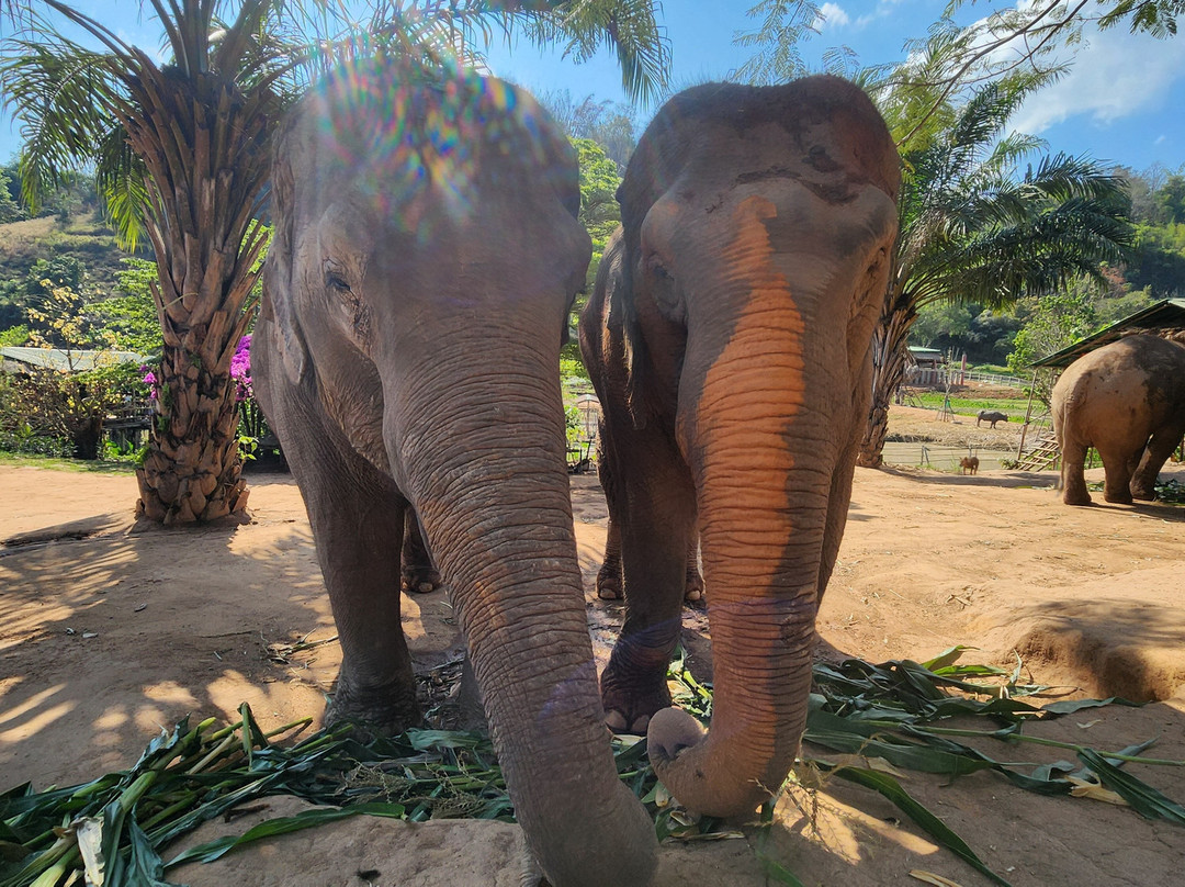 Elephant Steps Chiang Rai-清莱必去景点