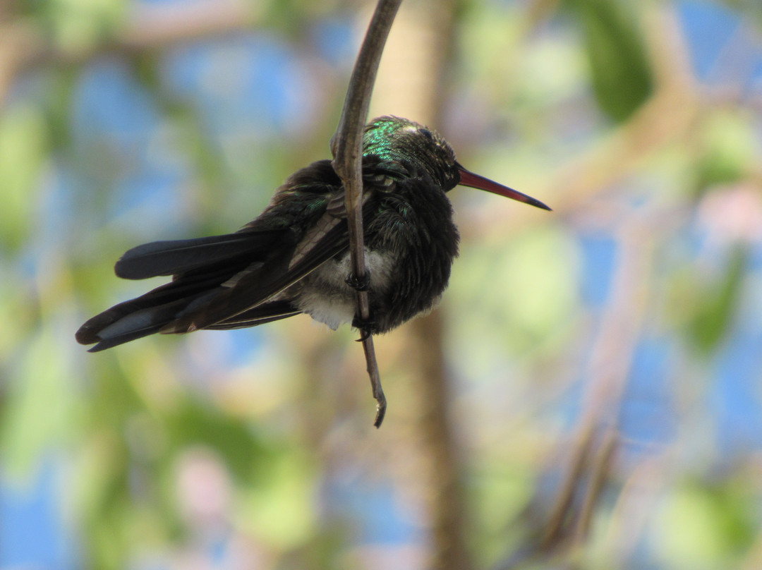Birdwatching with Paulino Lopez Delgado-Cayo Coco必去景点