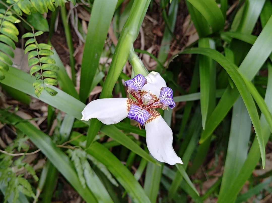 Ho Ho Go Experience Limited-香港必去景点