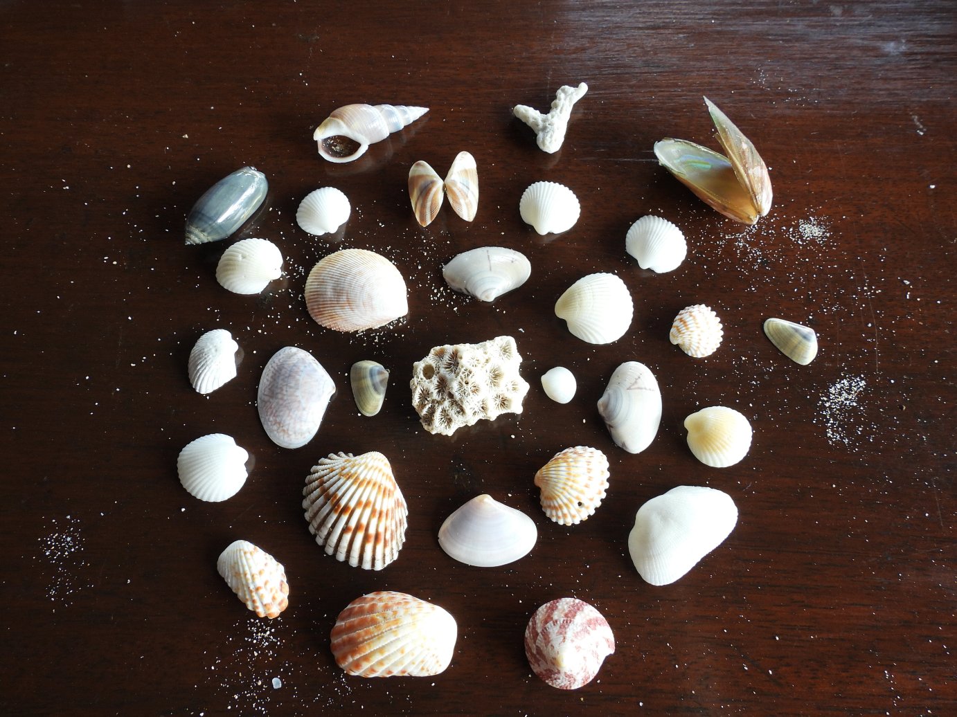 尼拉维利海滩酒店-泳池