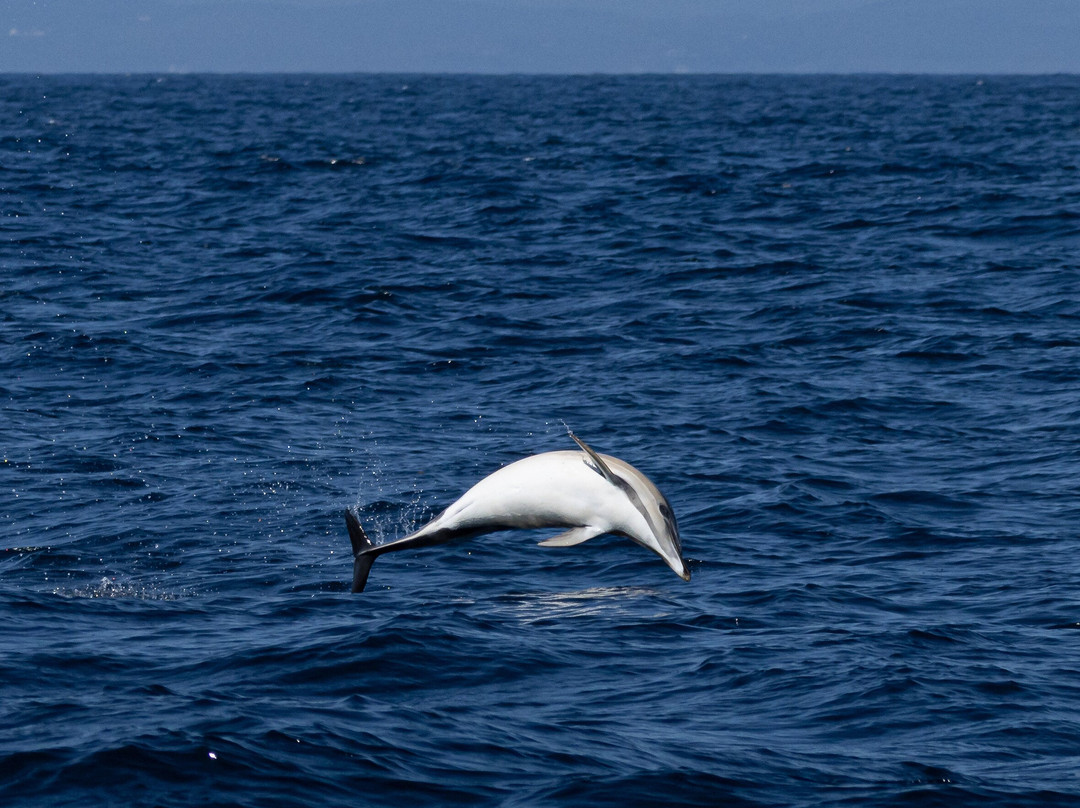 West Cork Ocean Tours-Union Hall必去景点