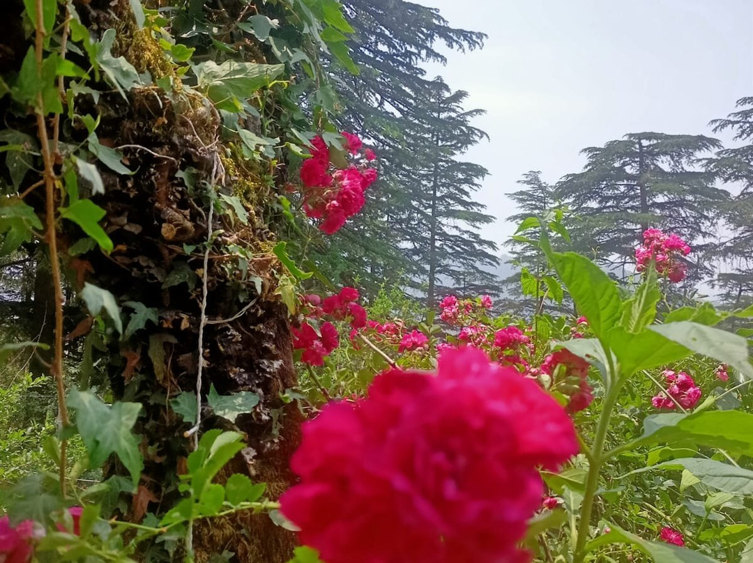 Seclude Shimla Taraview主图