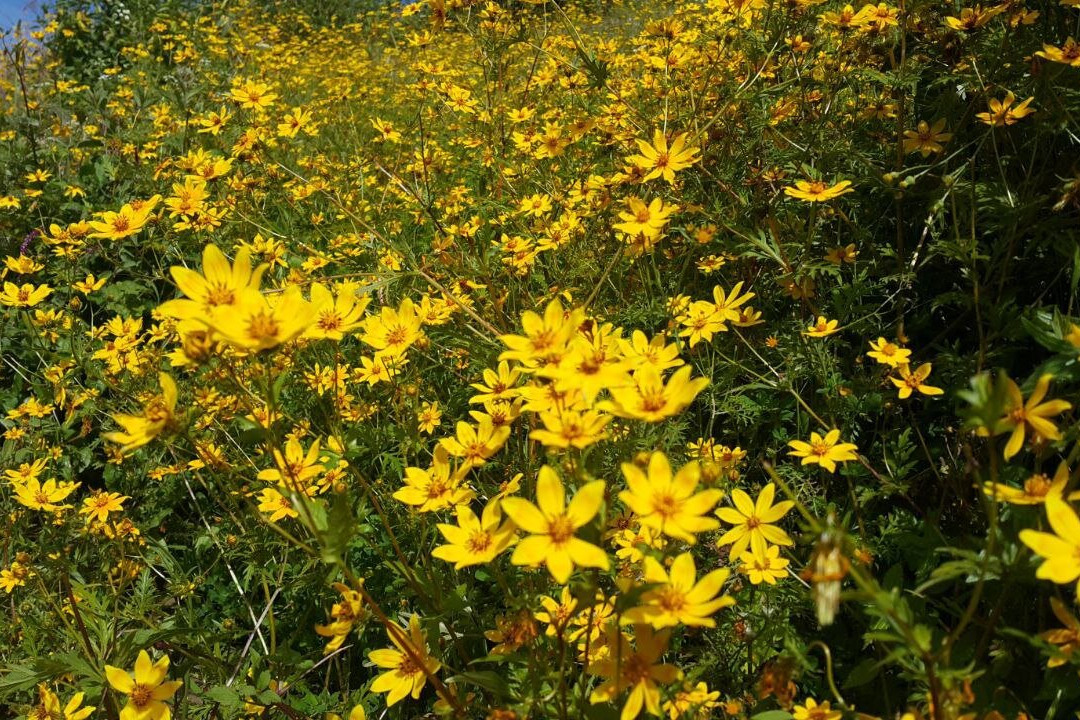 SMT TOUR (Simien Mountains Tour)-贡德尔必去景点