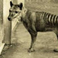 tasmanian-wolf