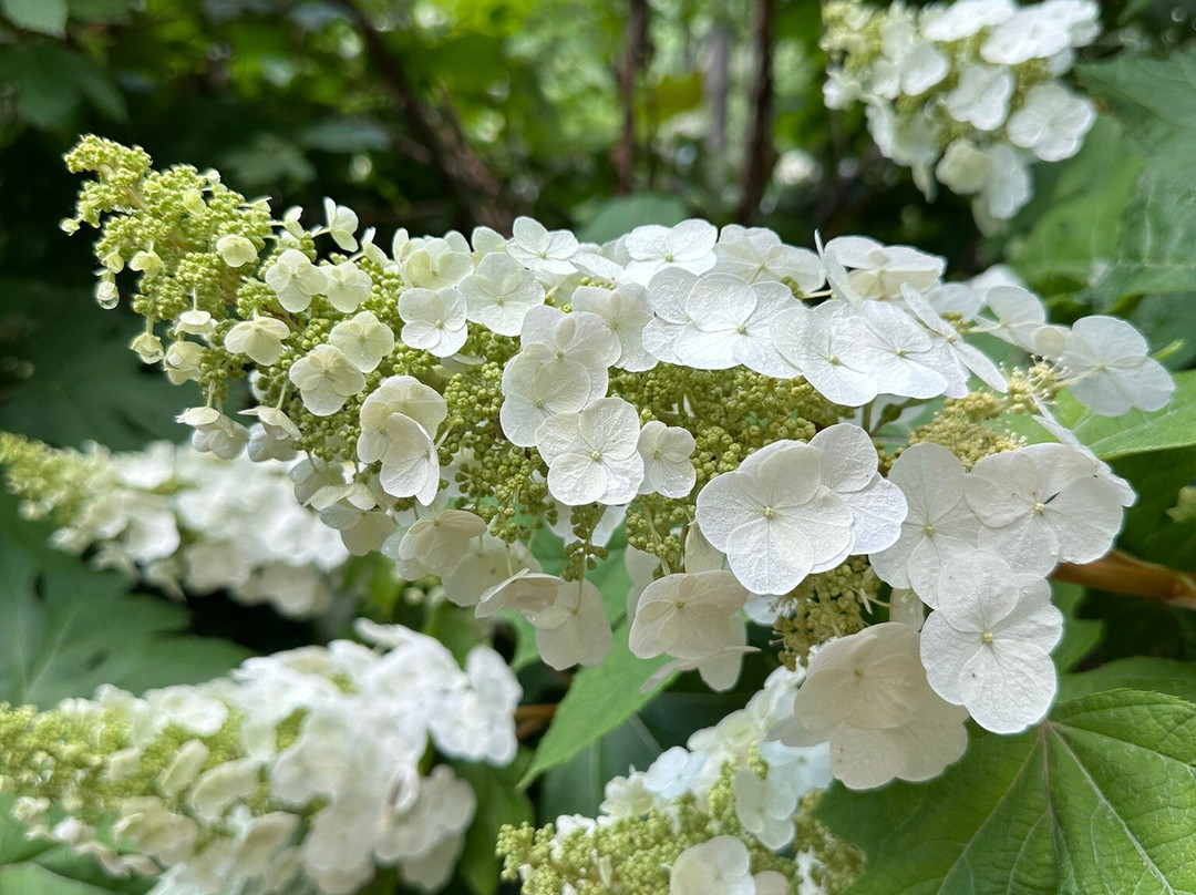Hamilton Rhododendron Gardens-Hiawassee必去景点