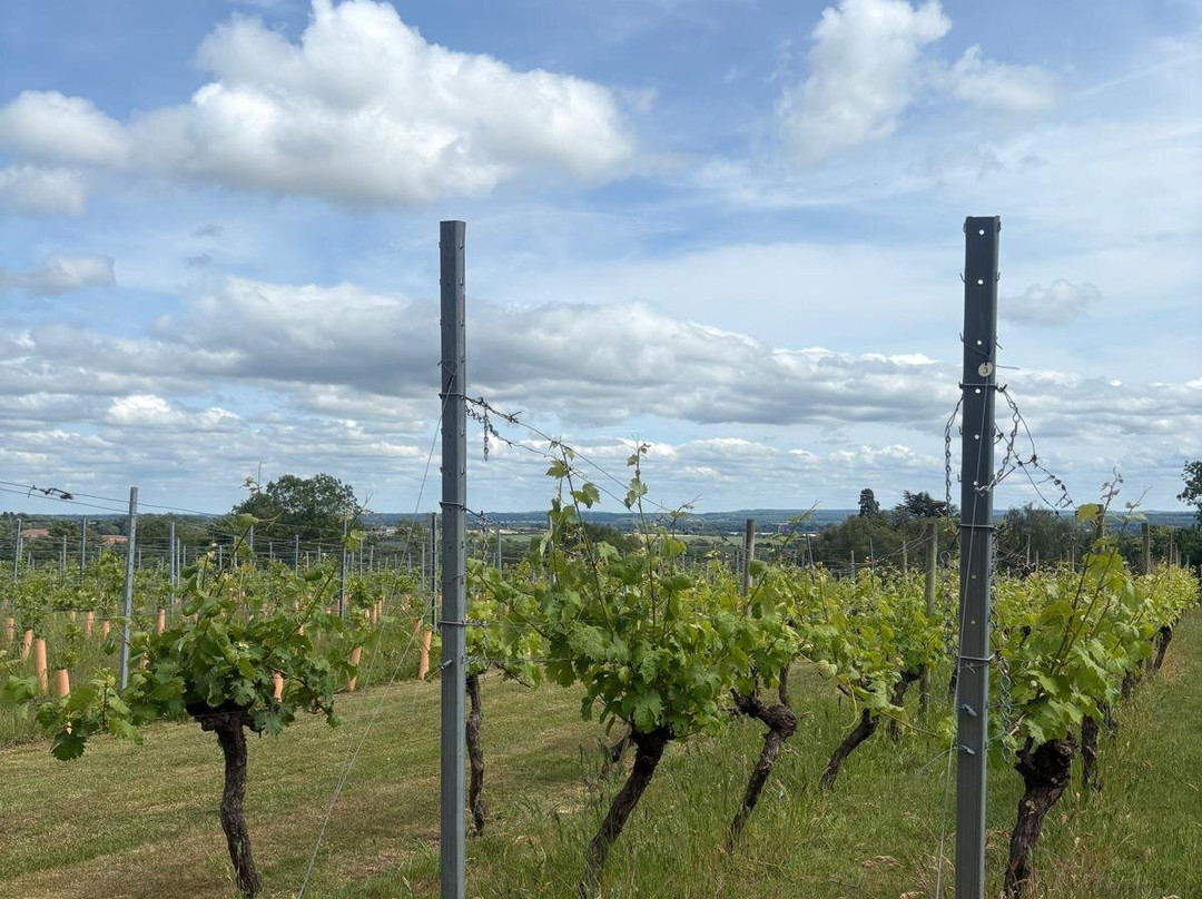 Welcombe Hills Vineyard景点图片