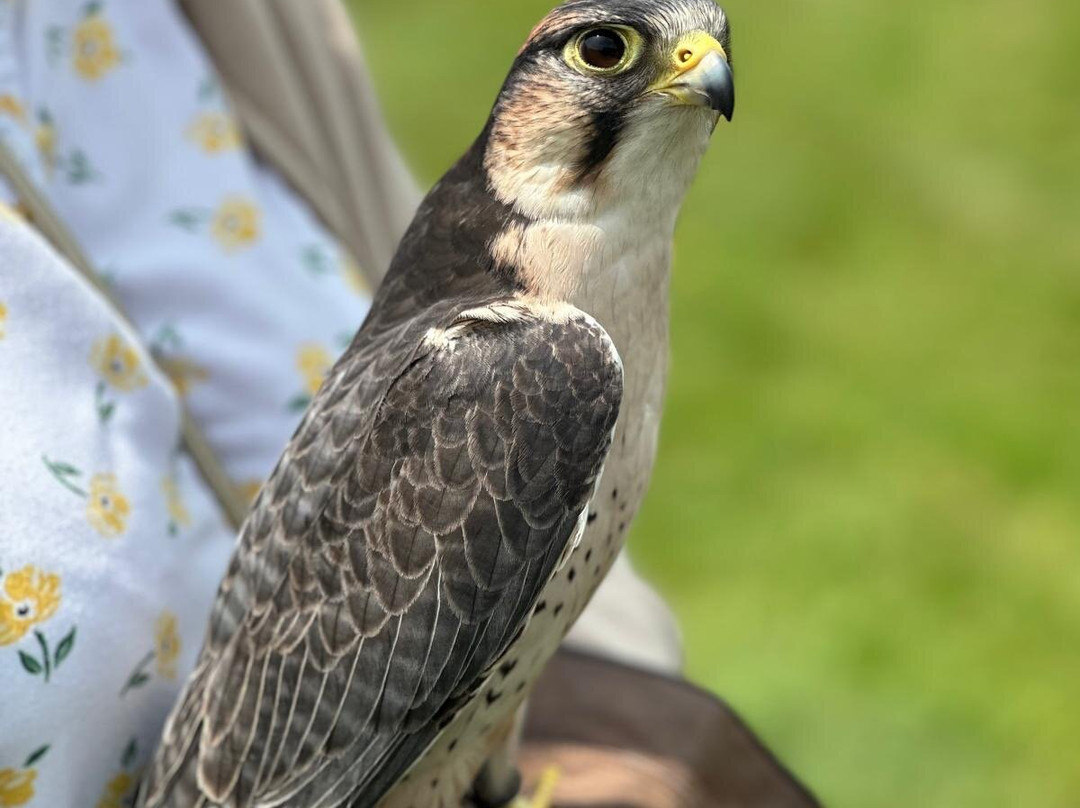 East Sussex Falconry景点图片