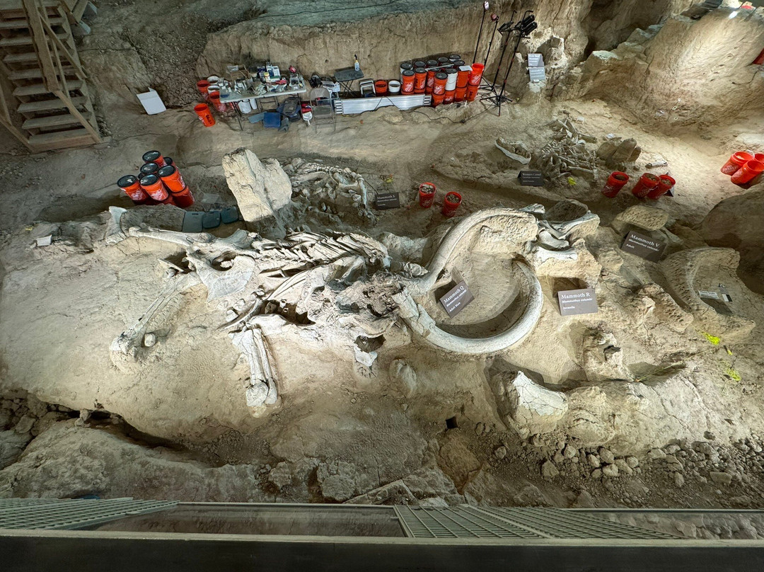 Waco Mammoth National Monument-韦科必去景点
