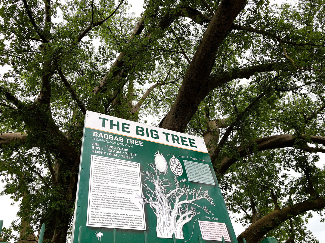 The Big Tree景点图片