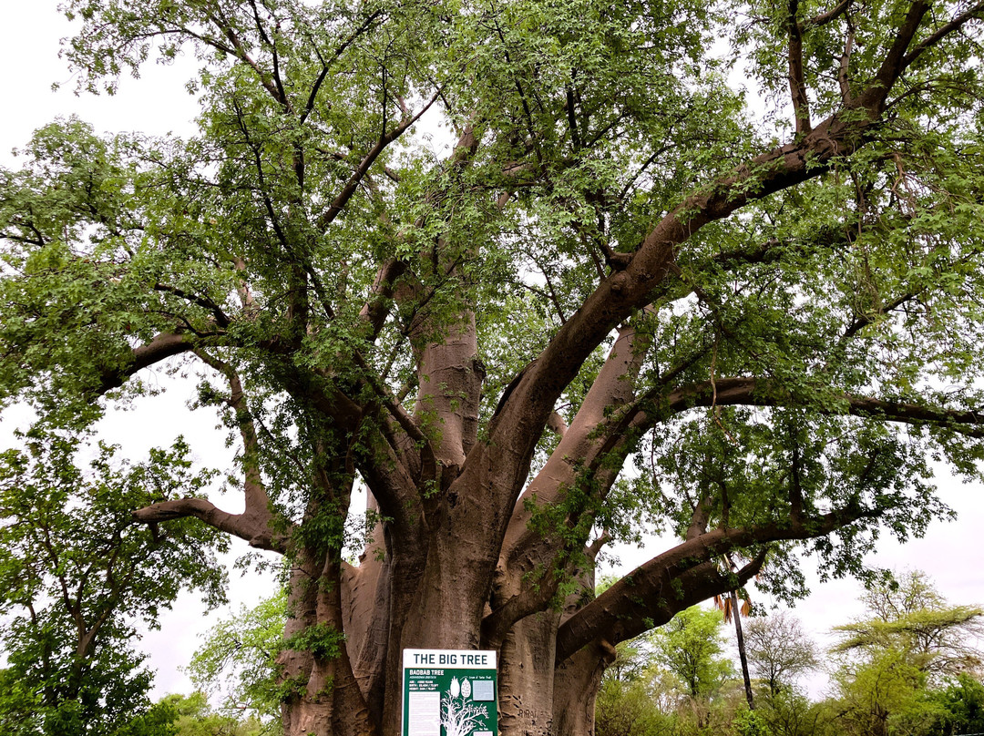 The Big Tree景点图片