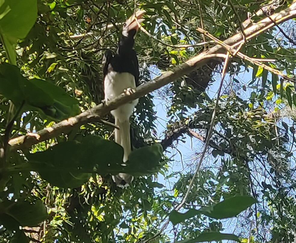 Piasau Nature Reserve-美里必去景点