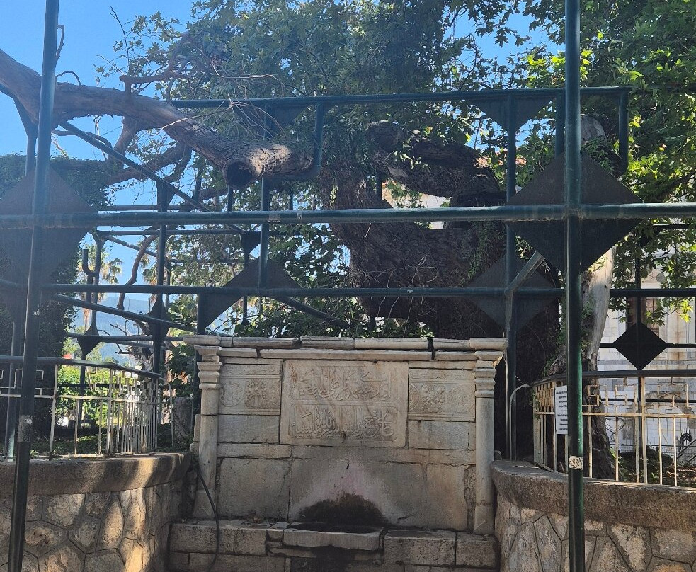 Hippocrates Tree-Kos Town必去景点