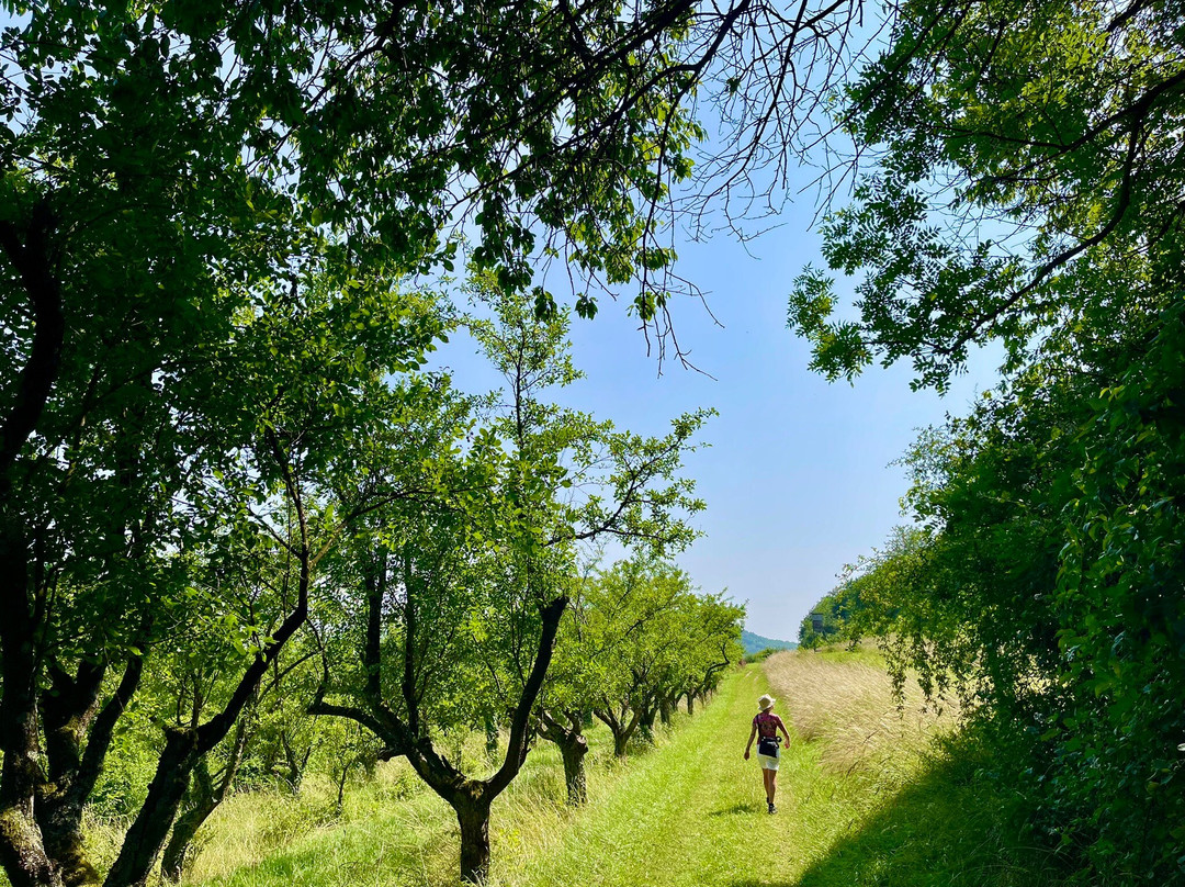 Domaine Henri Ruppert-Schengen必去景点
