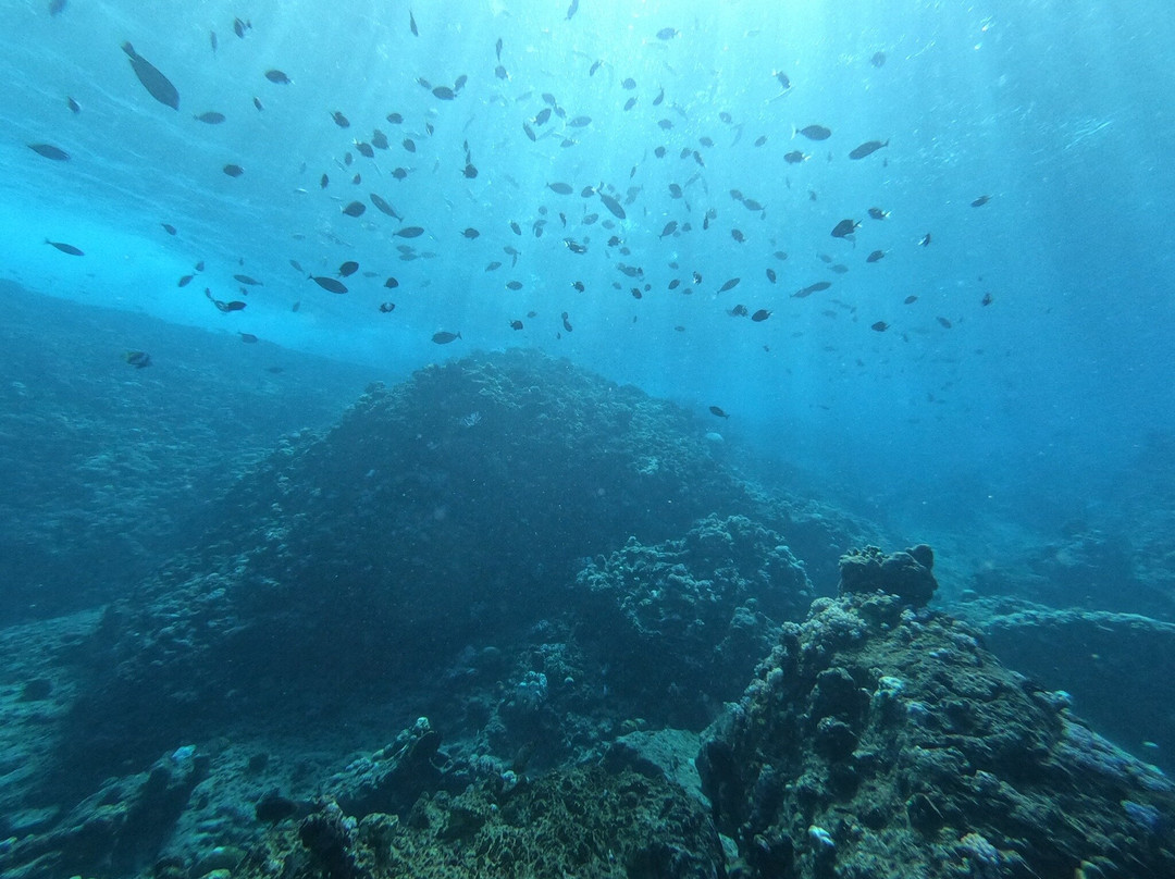 Dodo Divers Mauritius-卡罗迪勒必去景点