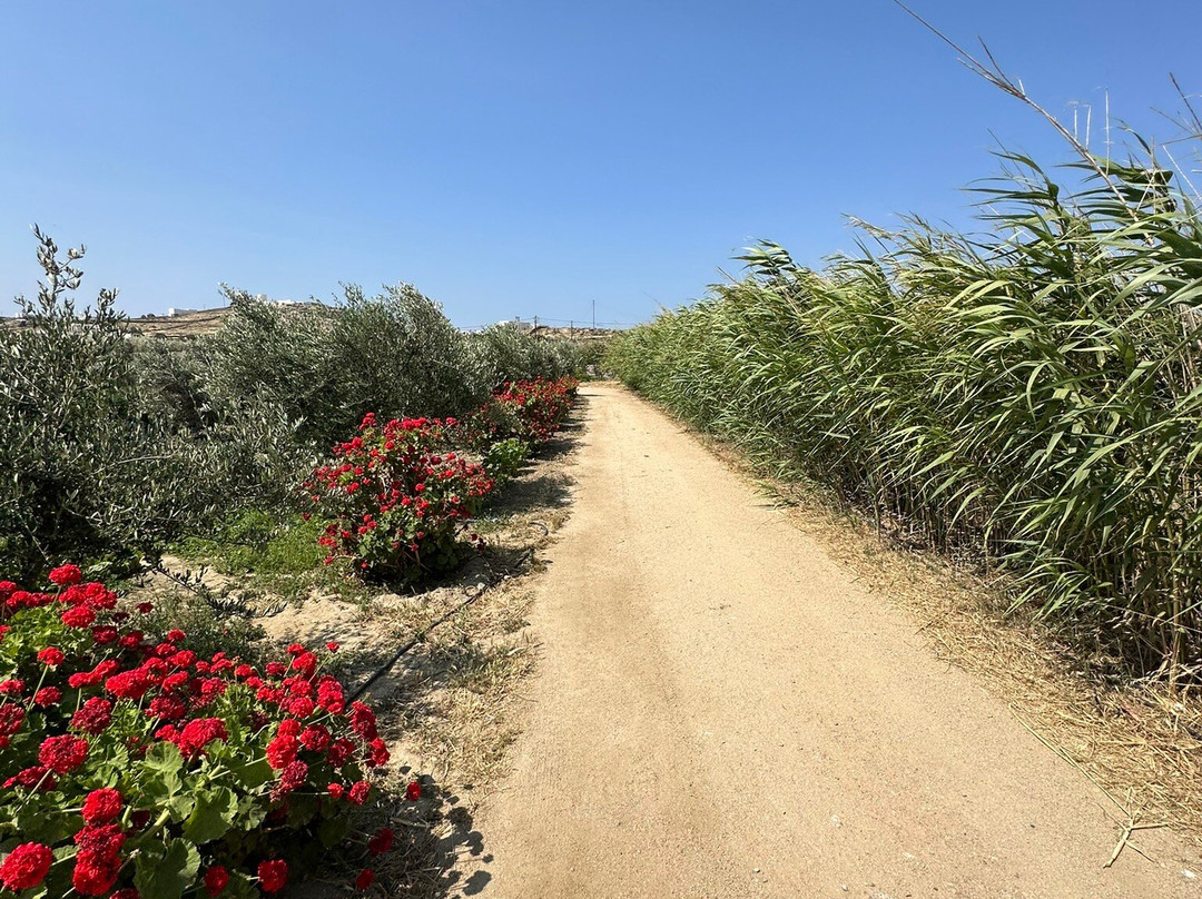 Rizes Mykonos - Folklore Farmstead
