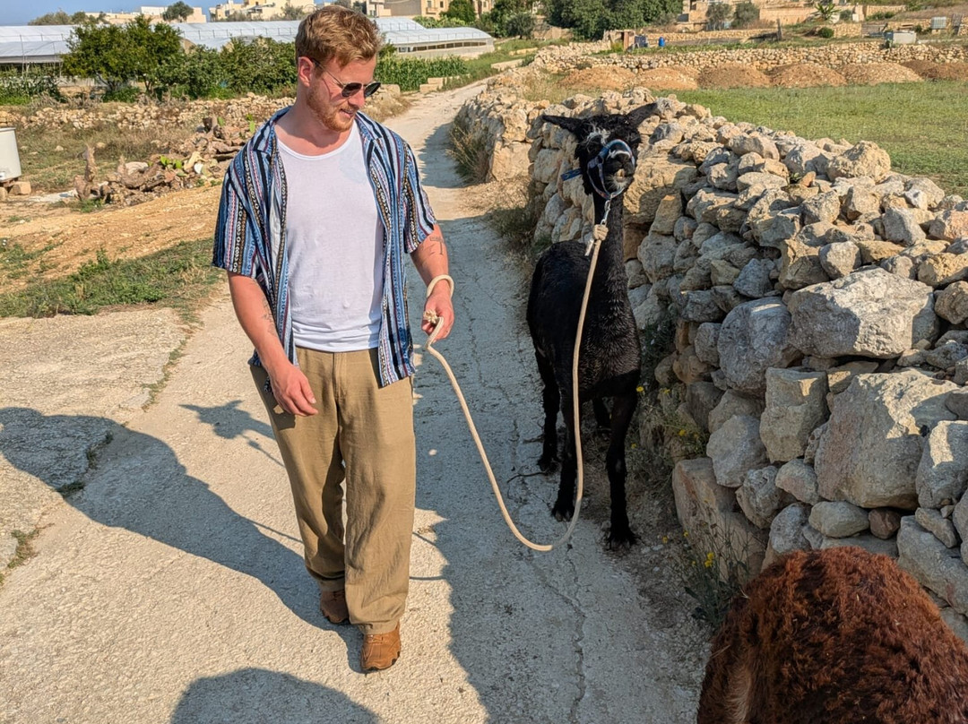 Gozo Alpaca Walks-Xewkija必去景点