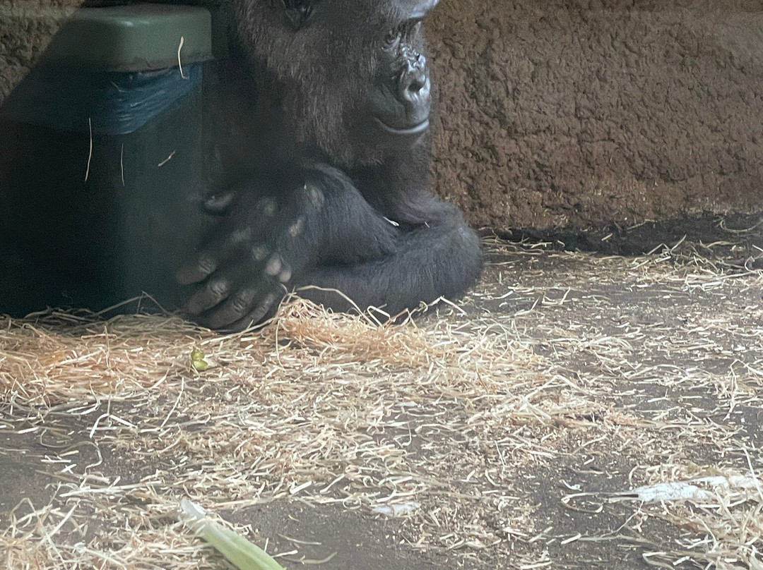 Zoo Frankfurt-法兰克福必去景点