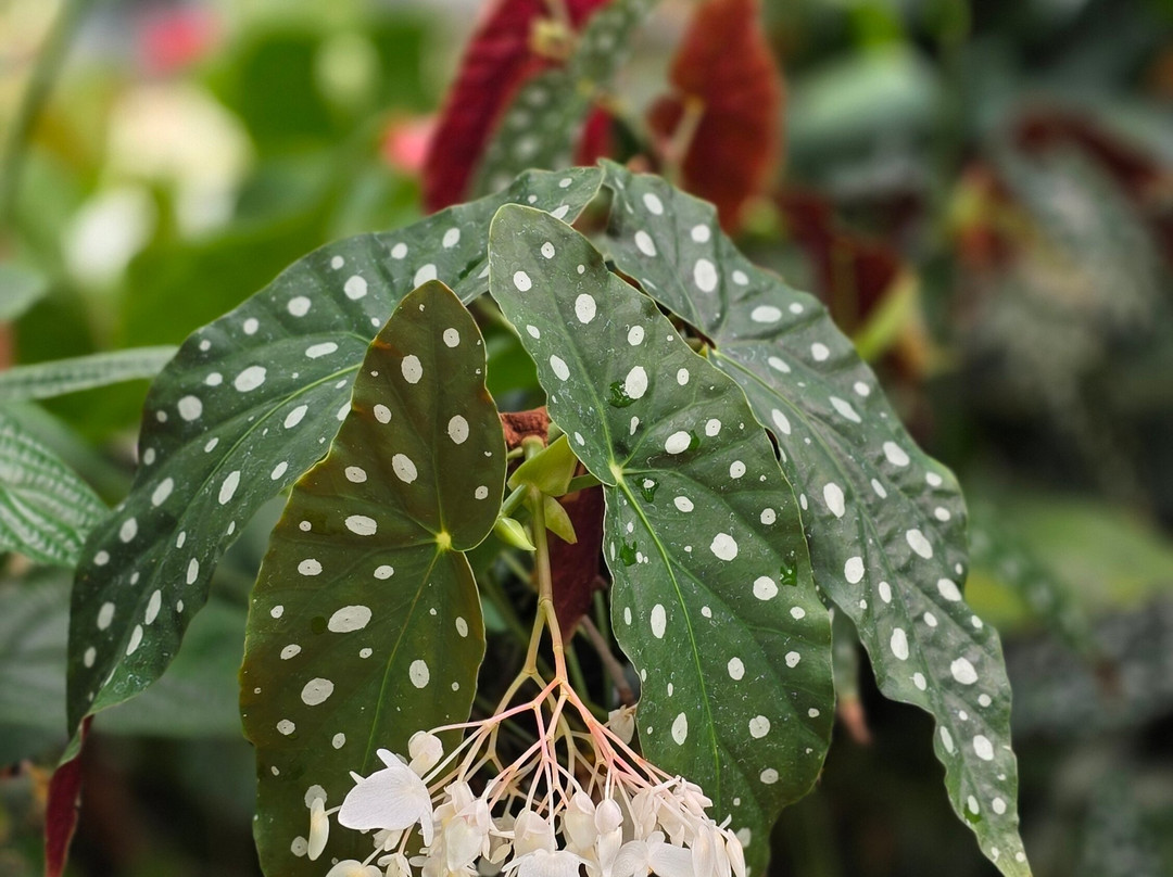 Botanical Garden Münster-明斯特必去景点