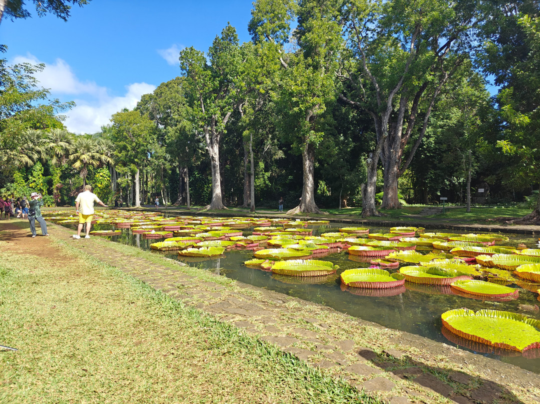 Sir Seewoosagur Ramgoolam Botanical Garden-庞波慕斯必去景点