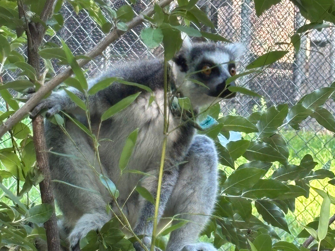 Duke Lemur Center-达勒姆必去景点