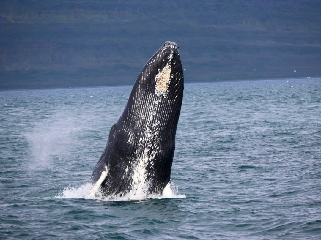 Sjóferðir Ehf-伊萨菲厄泽必去景点