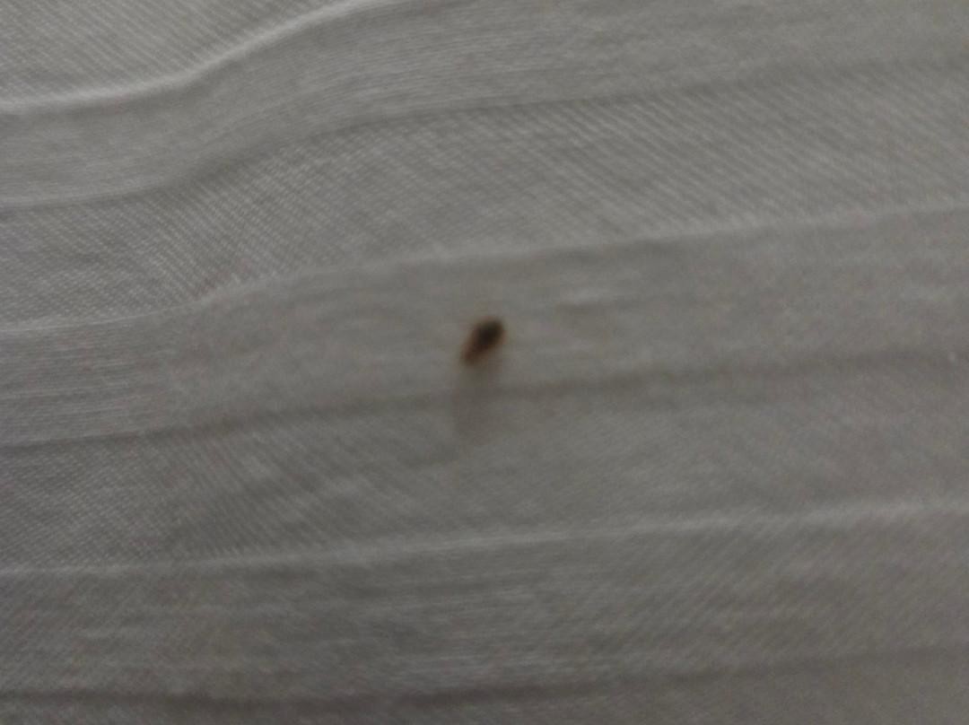 Best Western Naples Plaza Hotel主图