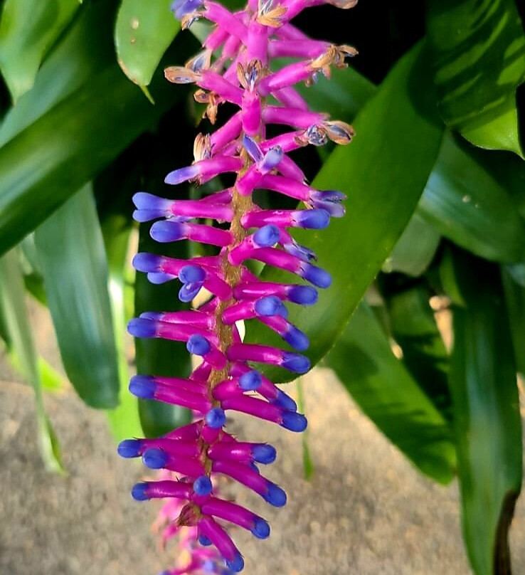 Noosa Botanic Gardens-Cooroy必去景点