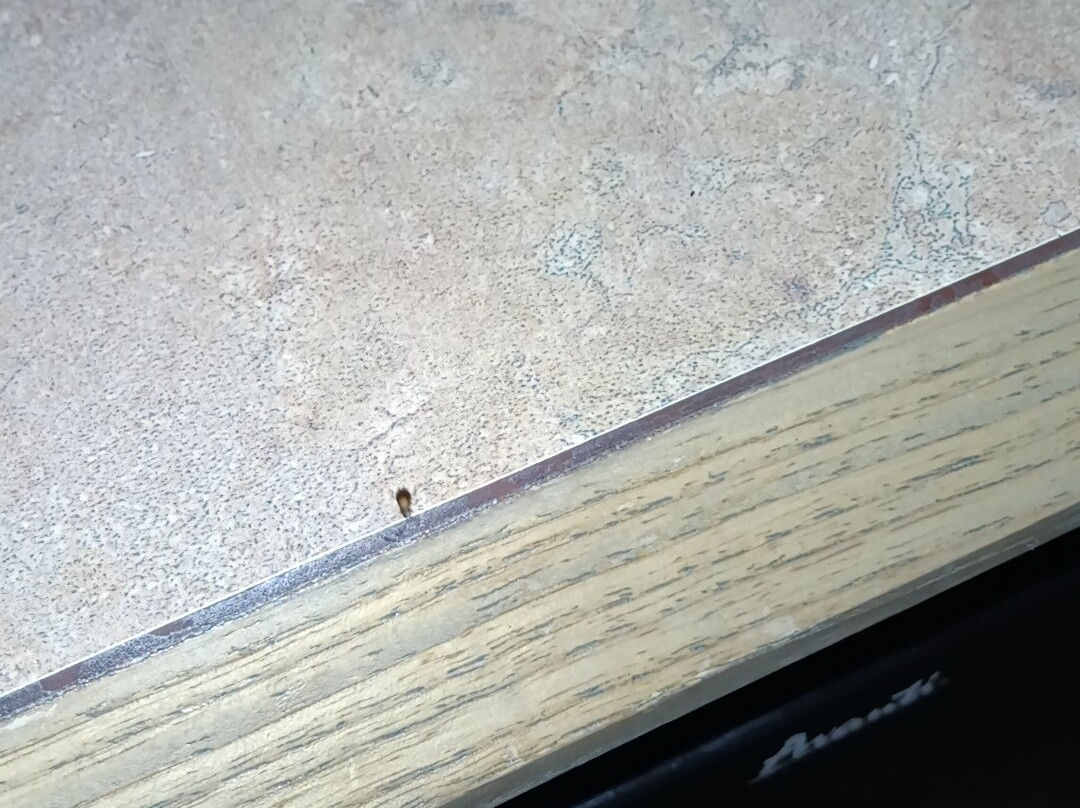 Super 8 by Wyndham Findlay主图